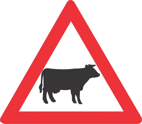 Cattle ahead. Cattle may be crossing or walking on the road ahead — reduce speed and be ready to stop.